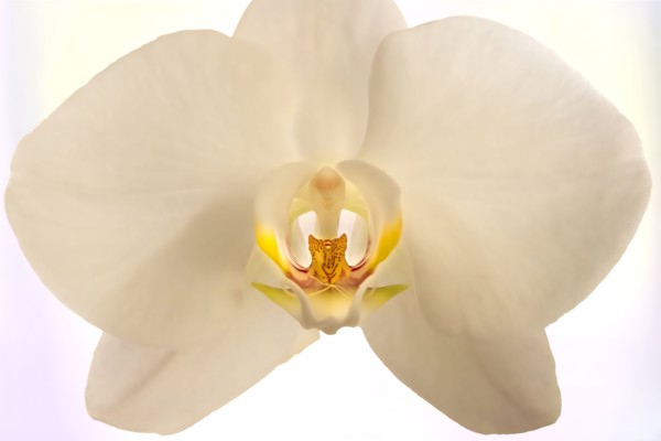 Studio shot of white orchid