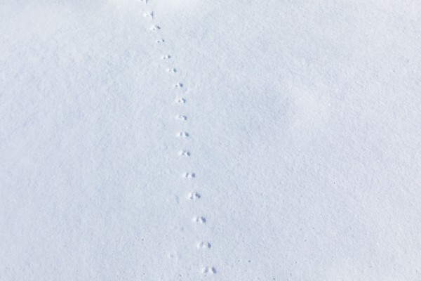 Animal tracks on fresh snow near Sun Valley Idaho on sunny winter day