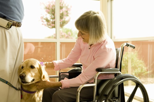 Dog assisted therapy for patient in wheelchair