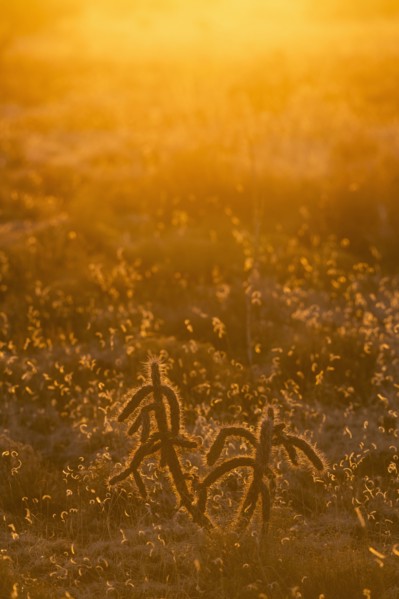 USA, New Mexico, Santa Fe, Cholla cacti at sunset