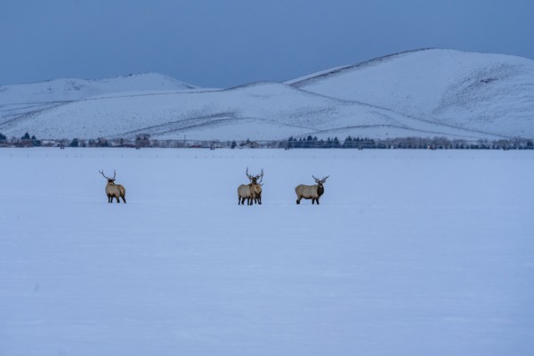 USA, Idaho, Bellevue, Herd of elks n snow covered field at morning