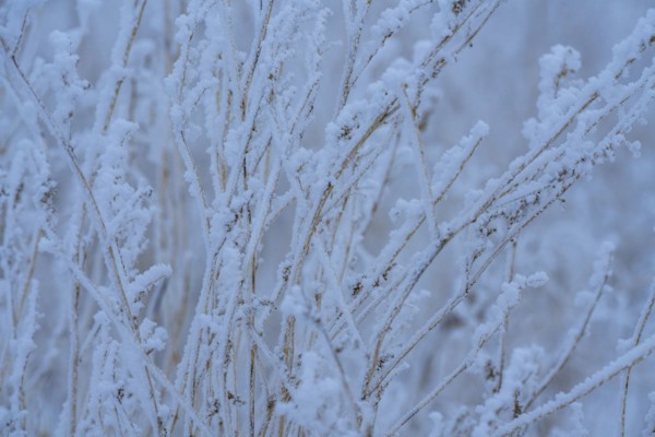 Close-up of frosty grass in field