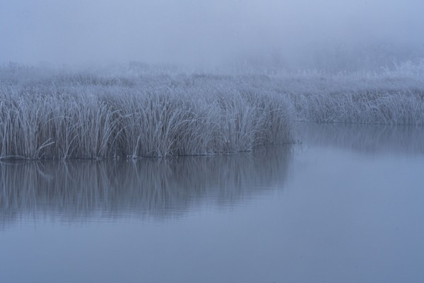 Frosty reeds reflected in still water