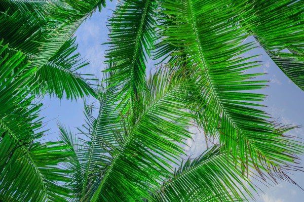 Low angle view of palm leaves against sky
