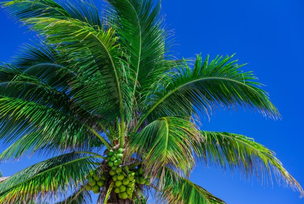 Low angle view of coconut palm tree against sky
