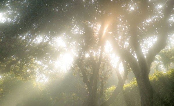 Sun shining through trees in morning mist