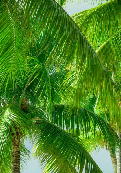 Close-up of palm trees