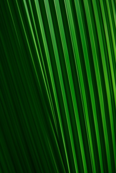 Close-up of green palm leaf