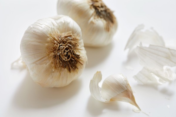 Studio shot of garlic bulbs