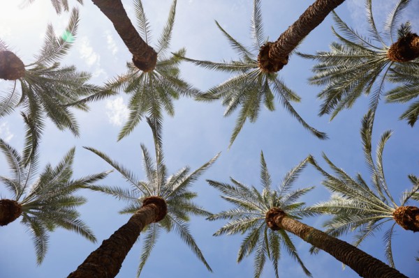 Low angle view of palm trees against sky