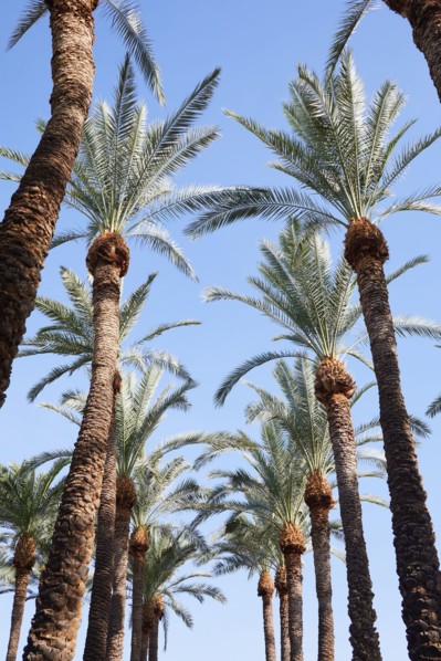 Low angle view of rows of palm trees against sky