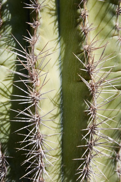 Close-up of cactus