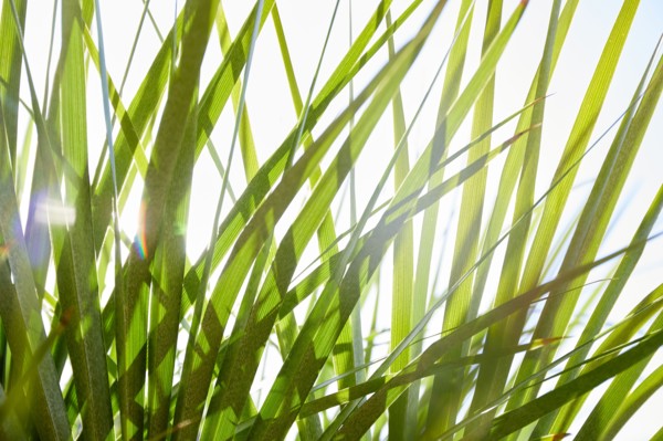 Close-up of palm leaves in sunlight
