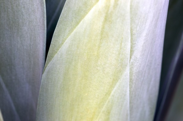 Close-up of agave leaves