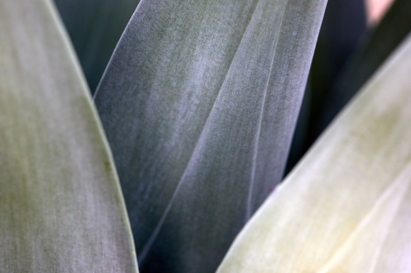 Close-up of agave leaves