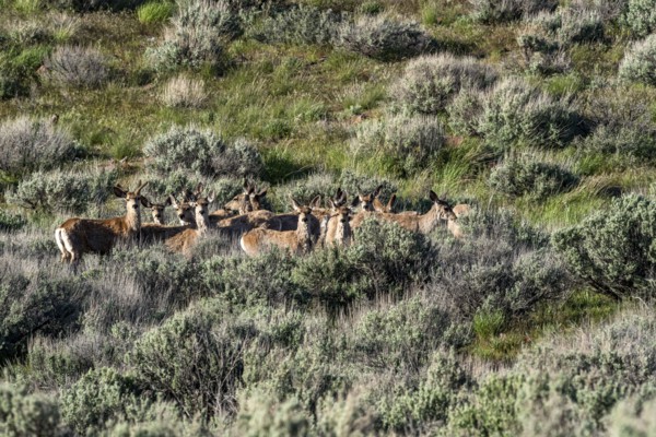 Herd of deer on sagebrush hillside