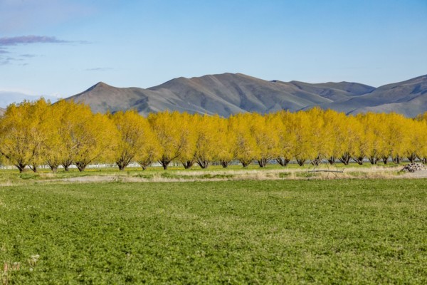Rural treeline in farmland