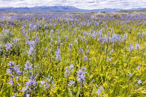 Camas lilies bloom in spring