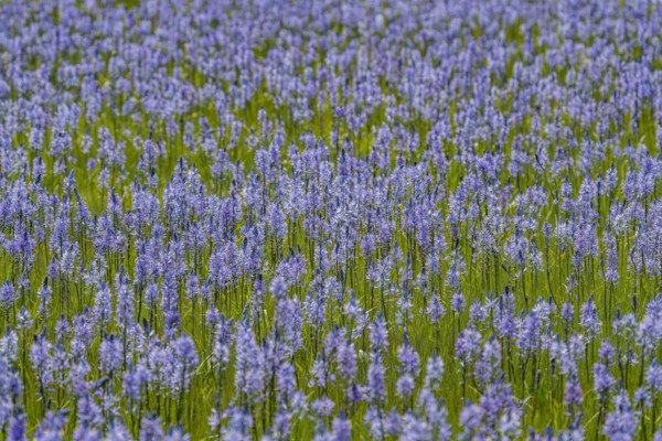 Camas lilies bloom in spring