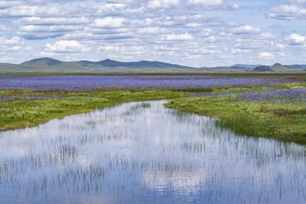 Camas lilies bloom in spring on riverbanks