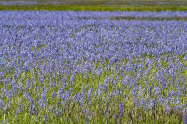 Camas lilies bloom in spring on riverbanks