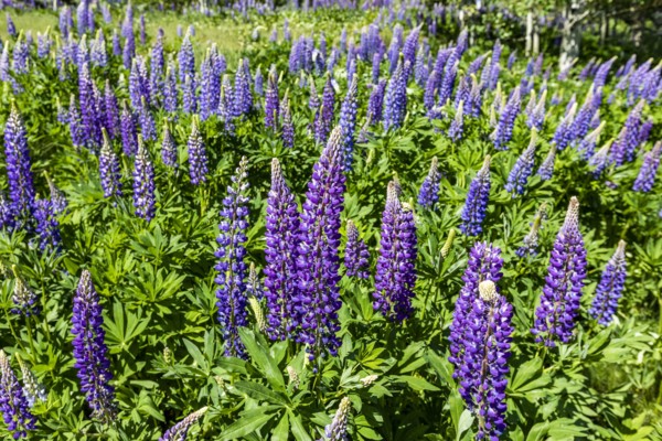 Lupine blooms in early summer in Sun Valley