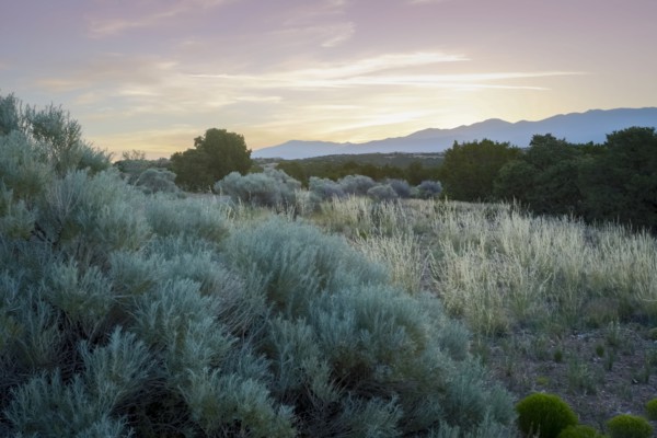 Bushes on desert