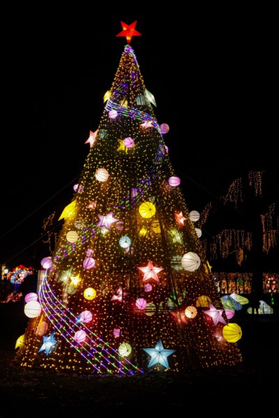 Outdoor christmas tree illuminated at night