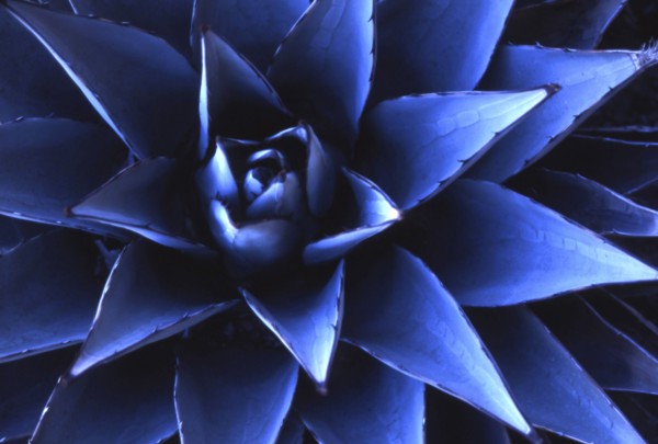 Close-up of blue Agave plant
