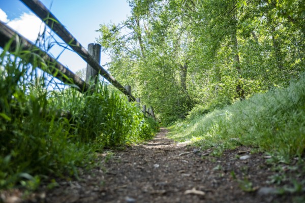 Footpath and fence in forest