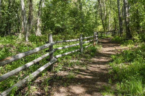 Footpath and fence in forest