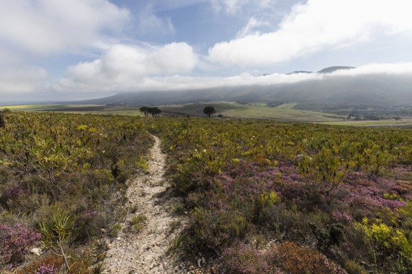 South Africa