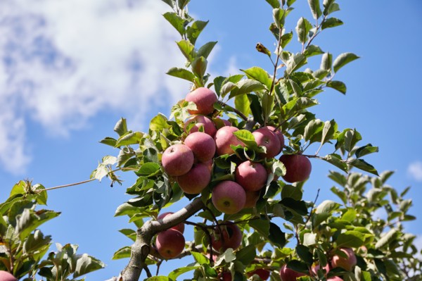 Low angle view of ripe apples on tree branch
