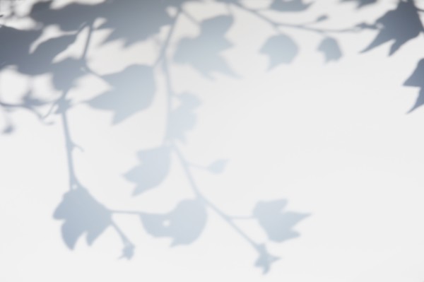 Shadow of leaves and branches on white wall