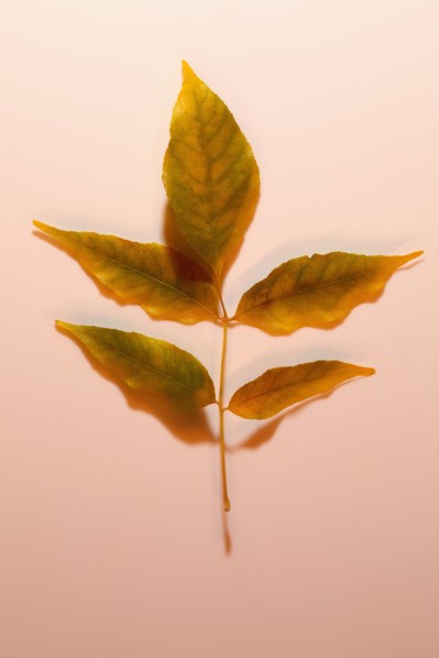 Ash tree leaf on pink background
