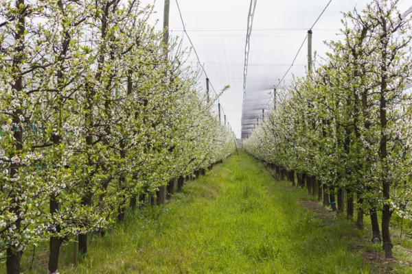 Rows of vines growing in vineyard