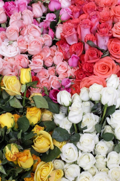 Selection of multi-colored roses arranged in bouquets