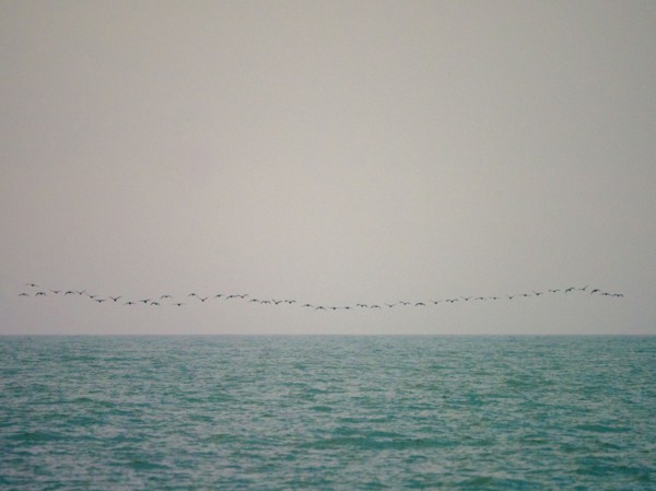 Flock of birds flying above smooth sea
