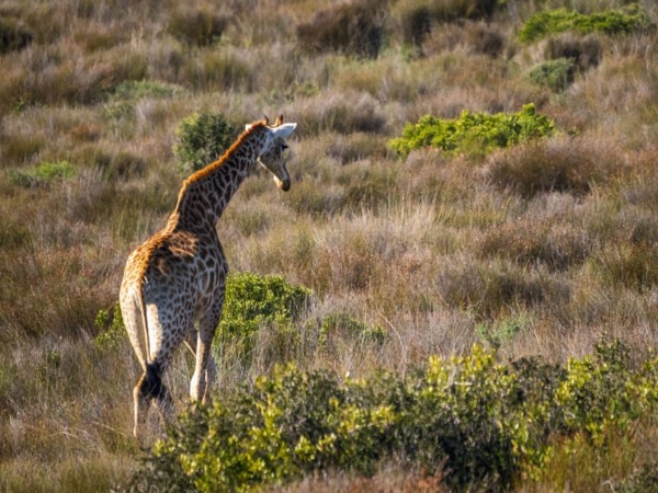 Rear view of giraffe walking in grassland