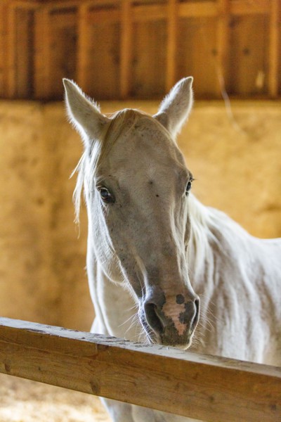 Stallion in stable looking at camera