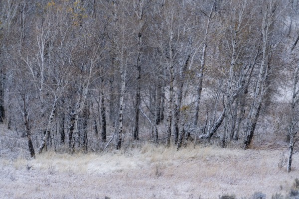 Snow covering bare trees