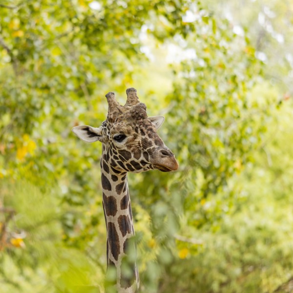 Giraffe among green foliage in Boise Zoo