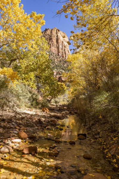 Creek and autumn foliage in Zion National Park