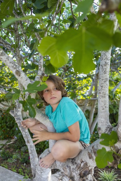 Boy climbing tree in summer