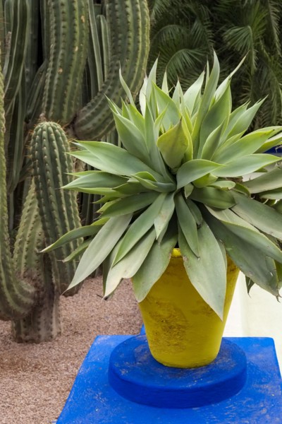 Garden filled with cacti and other plantlife