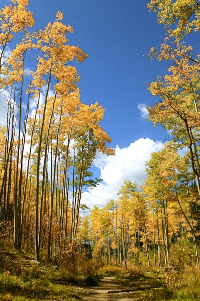 Autumn forest with yellow Aspen trees