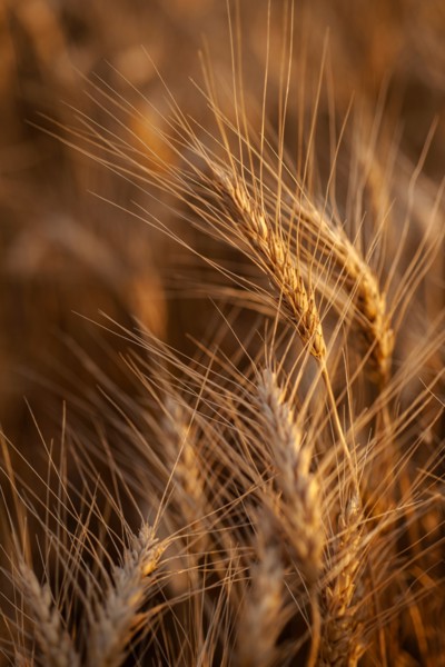 Close-up of wheat growing in field