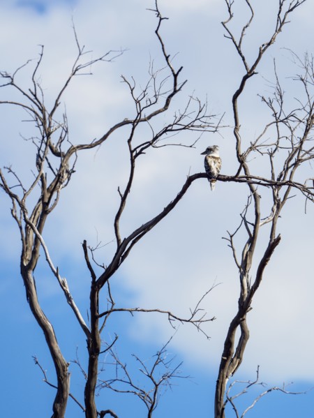 Kookaburra perching in dead tree