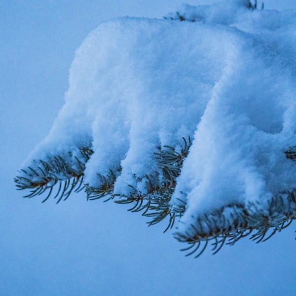 Detail of fresh snow on pine tree