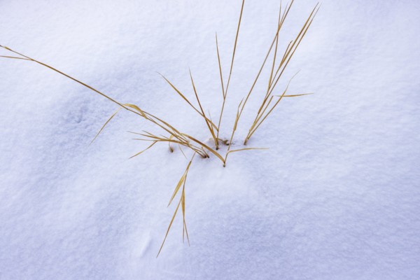 Close up of wild grass in snow